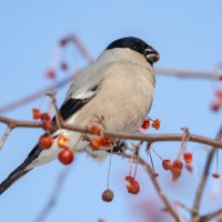 Вкусные яблочки. :: Виктор Иванович Чернюк