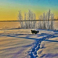 Январь..,Пес рвется вперед по глубокому снегу! :: Владимир 