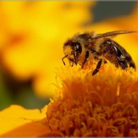 За работой :: Сергей Швечков