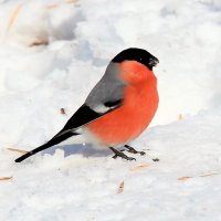 Зима. :: Венера Чуйкова