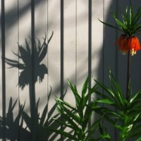 . :: Александр Хоменко