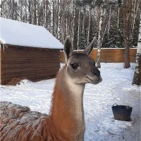 Наблюдательная лама! :: Нина Андронова