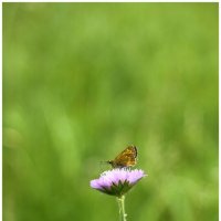 бабочка на цветке :: Александр Кольцов бабочка на цветке :: Александр Кольцов