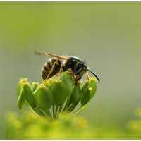 оса пьёт нектар :: Александр Кольцов оса пьёт нектар :: Александр Кольцов