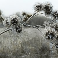 Подморозило... :: Владимир Шошин