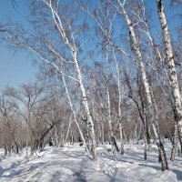 Берёзки :: Андрей Хлопонин