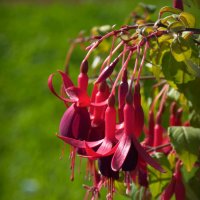 Фуксия :: lady v.ekaterina Фуксия :: lady v.ekaterina