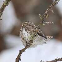 Сычик воробьиный :: Владилен Панченко