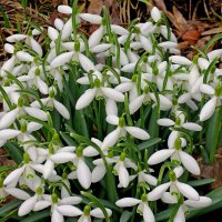 Подснежник (Galanthus) :: Сергей Карачин