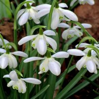 Подснежник (Galanthus) :: Сергей Карачин