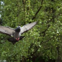 голубь "заходит на посадку" :: Александр Кольцов