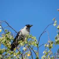 ворона серая {Corvus cornix} :: Александр Кольцов