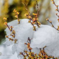 Весна в объятиях зимы :: Игорь Сарапулов