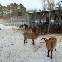 В ростовском зоопарке :: Нина Бутко