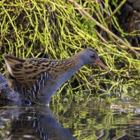 Водяной пастушок. :: Alexander Amromin