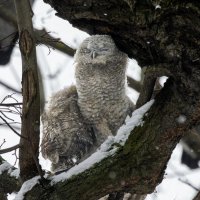 совята серой неясыти. :: юрий макаров