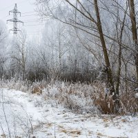 Ветки в инее :: Александр Синдерёв