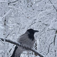 Воронушка :: Юлия Голикова