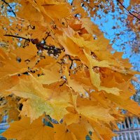 Осень :: Юлия Голикова