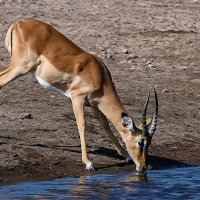 Антилопа :: Aleksey Afonin Антилопа :: Aleksey Afonin