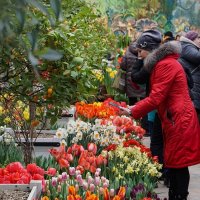 "Репетиция весны" в Аптекарском огороде :: Ольга 