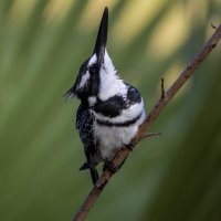 Малый пегий зимородок. :: Alexander Amromin Малый пегий зимородок. :: Alexander Amromin