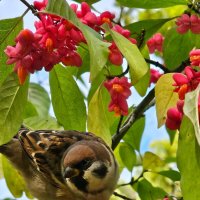 Воробей :: Юлия Голикова