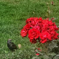 Скворец :: Юлия Голикова