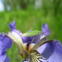 Слепняк :: Anna Ivanova