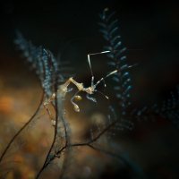 Skeleton Shrimp :: алексей афанасьев