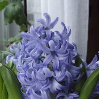 Гиацинт :: Freddy 97