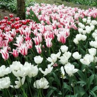 Тюльпанчики :: svk *