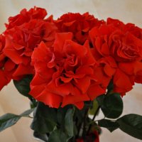 С наступающим Женским днём! :: Татьяна Машошина С наступающим Женским днём! :: Татьяна Машошина