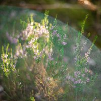 Солнечный лучик, пробившийся сквозь лесные ветви, решил скрасить моё фото :) :: Анастасия Фотографовна