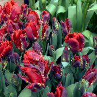 Тюльпаны попугайчики. :: Татьяна Помогалова Тюльпаны попугайчики. :: Татьяна Помогалова