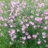 ***богатство космеи*** :: Olga Oskolkova ***богатство космеи*** :: Olga Oskolkova