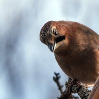 Сойка. :: Владимир Безбородов