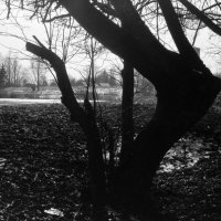 Вот такое дерево... :: Олег Зоркий