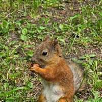 Белка :: Юлия Голикова