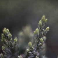 *** :: Яна Горбунова