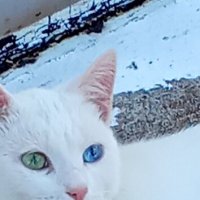 Кошка :: Валерий Степанов