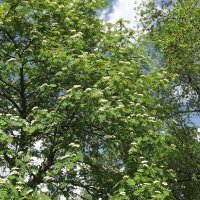 Весенняя рябина :: Freddy 97