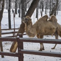 Мартовский верблюд :: Олег Манаенков