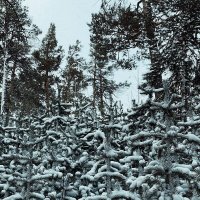 Всё в свежем снегу... :: Георгиевич 