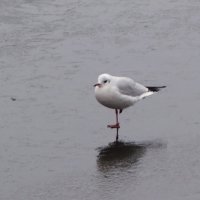 Чайка :: Рита Симонова