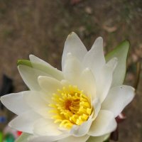 Кувшинка :: Андрей Л. В.