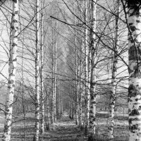 Солнечное утро ранней весны :: Олег Зоркий