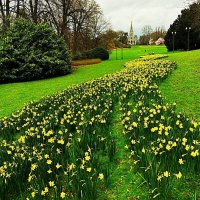 Нарциссовая "дорожка" в Парке Лакен(Parc de Laeken) :: Aida10 