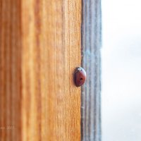 Первое насекомое весны на балконе :: Александр Синдерёв