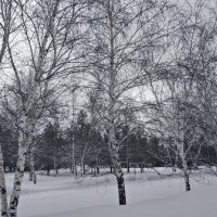 Берёзки :: Андрей Хлопонин